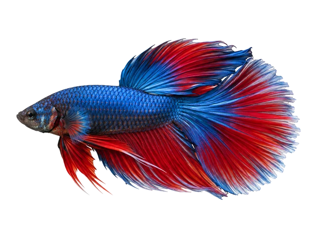 Male Betta