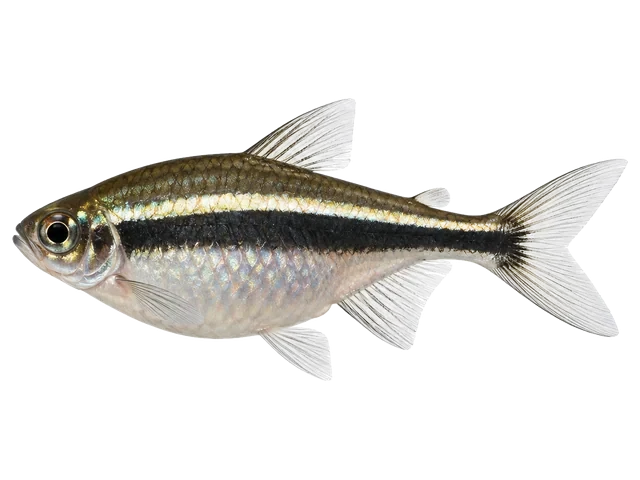 Female Black neon tetra