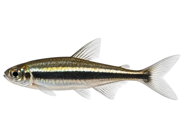 Male Black neon tetra