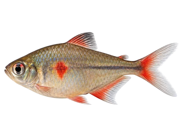 Female Bleeding heart tetra