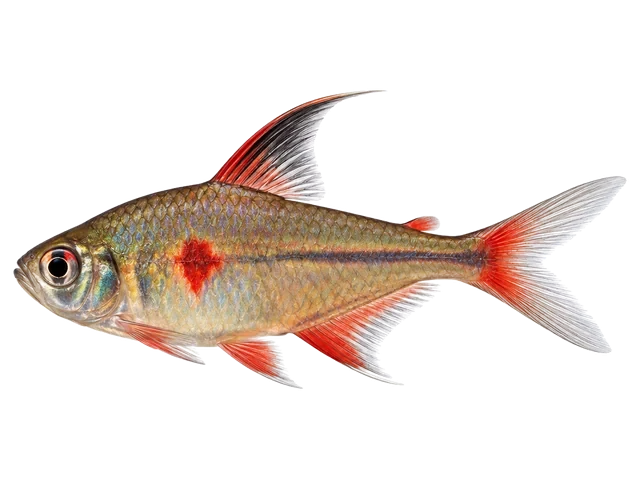 Male Bleeding heart tetra