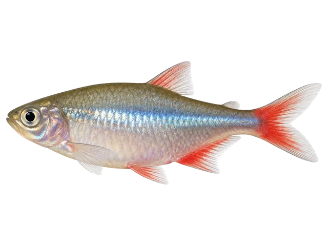 Female Bloodfin tetra