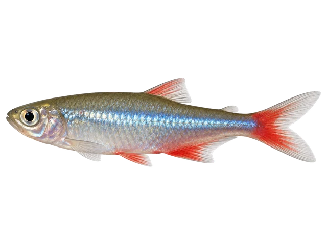 Male Bloodfin tetra