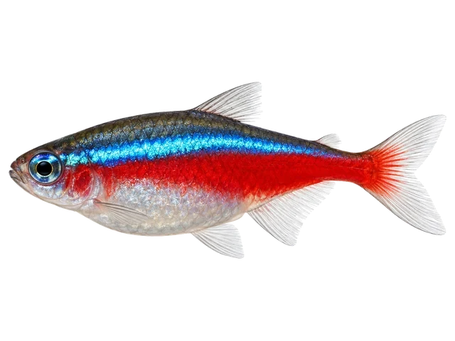 Female Cardinal tetra