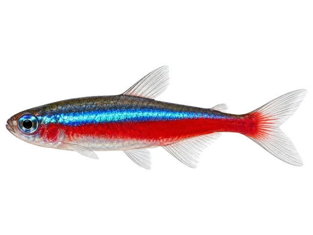 Male Cardinal tetra
