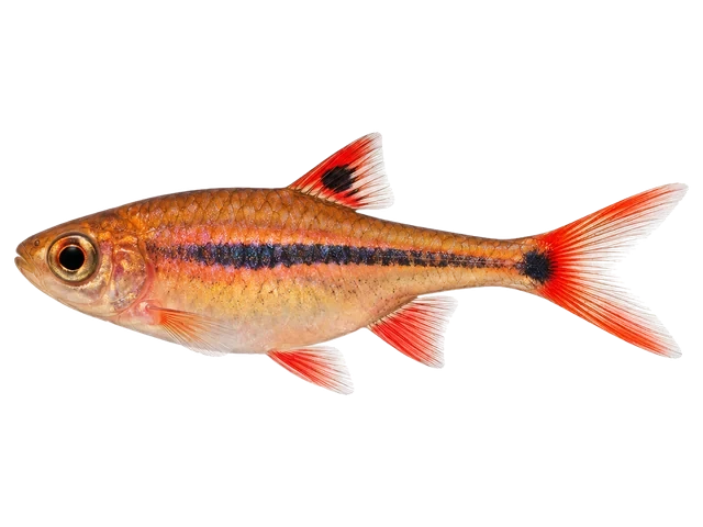 Female Chili rasbora