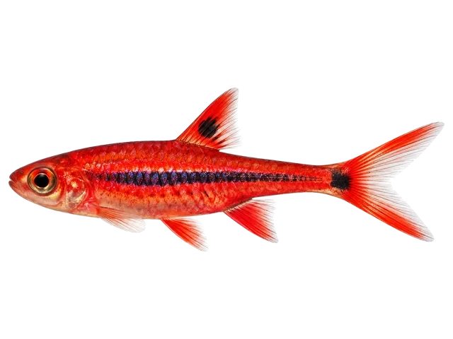 Male Chili rasbora