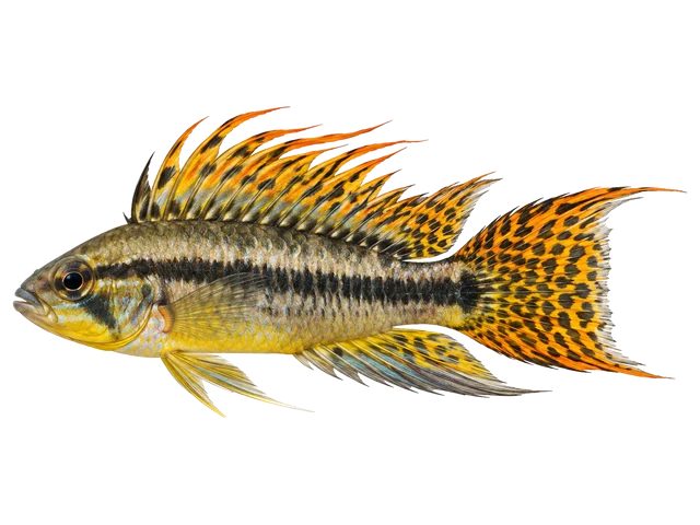 Male Cockatoo dwarf cichlid
