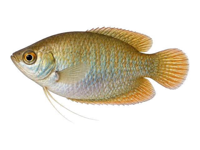 Female Dwarf gourami