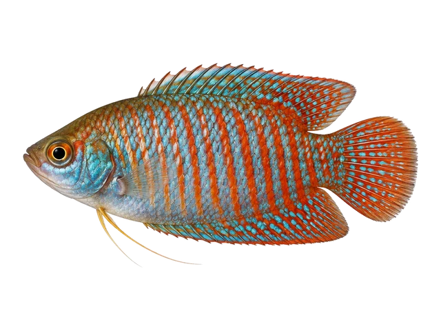 Male Dwarf gourami