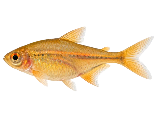 Female Ember tetra