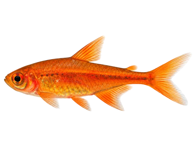Male Ember tetra