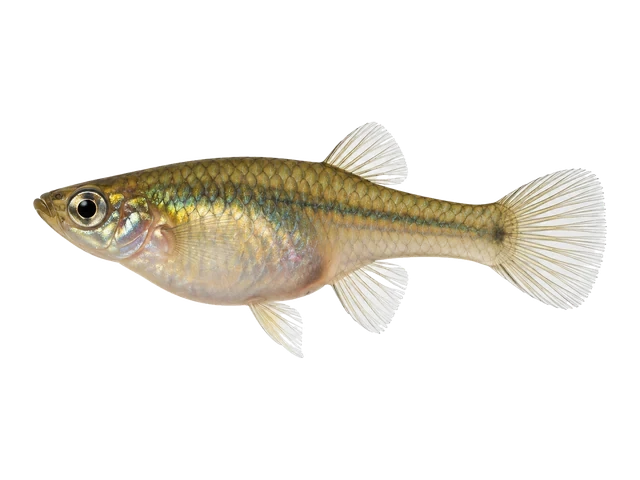 Female Endler's livebearer