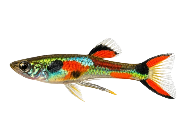 Male Endler's livebearer