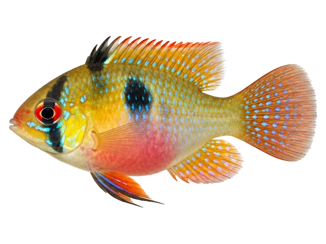 Female German blue ram
