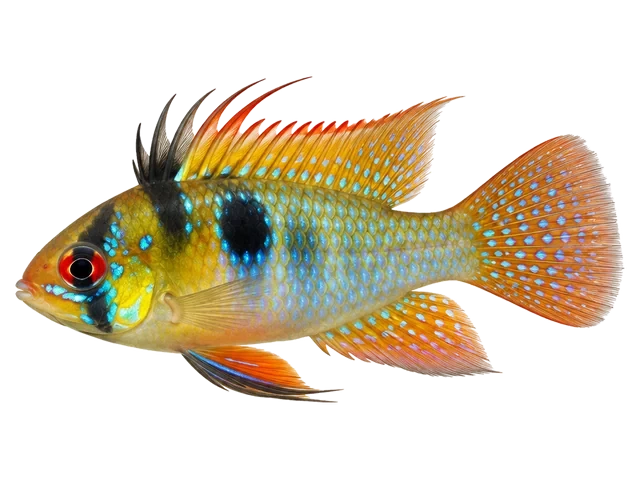 Male German blue ram