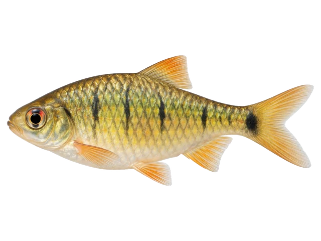 Female Gold barb