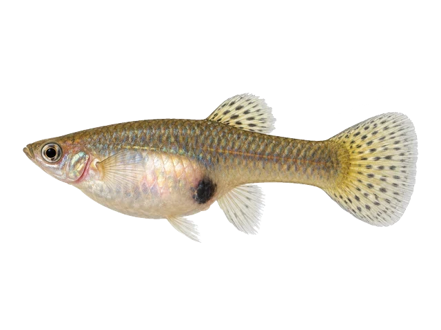 Female Guppy