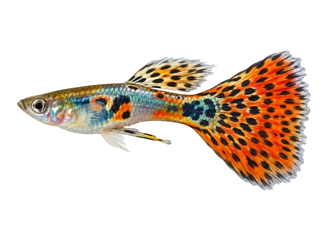 Male Guppy