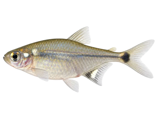 Female Head and tail light tetra