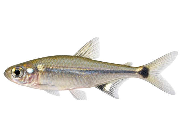 Male Head and tail light tetra