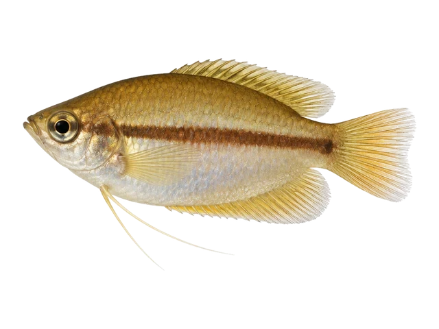 Female Honey gourami