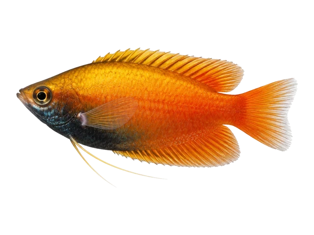 Male Honey gourami