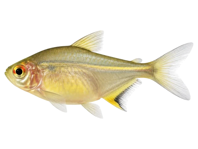 Female Lemon tetra
