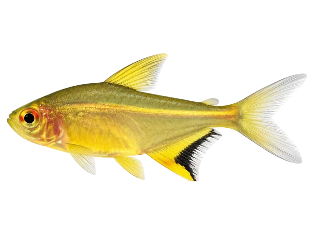 Male Lemon tetra