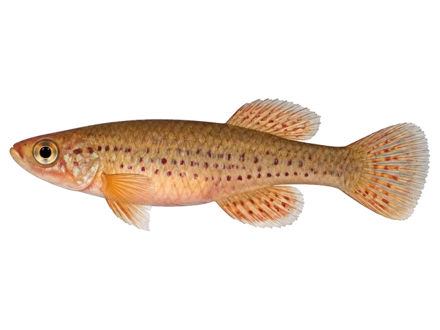 Female Lyretail killifish