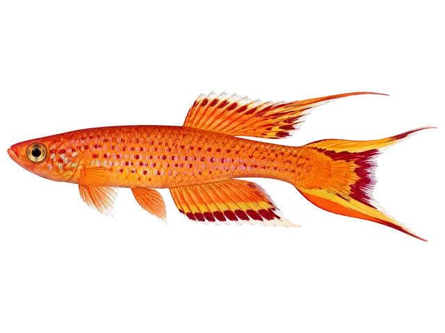 Male Lyretail killifish