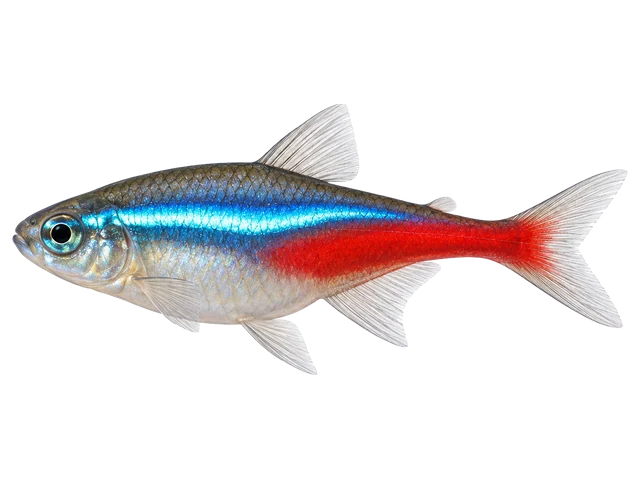 Female Neon tetra