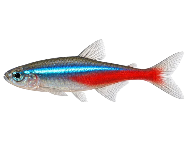 Male Neon tetra