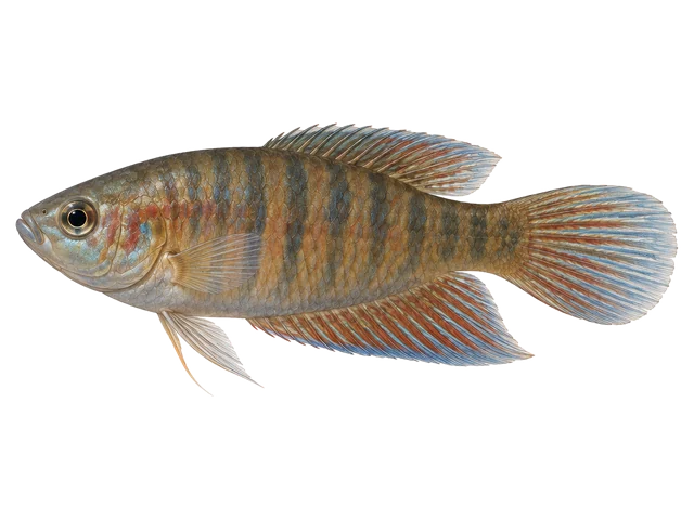 Female Paradise fish