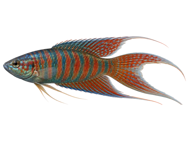 Male Paradise fish