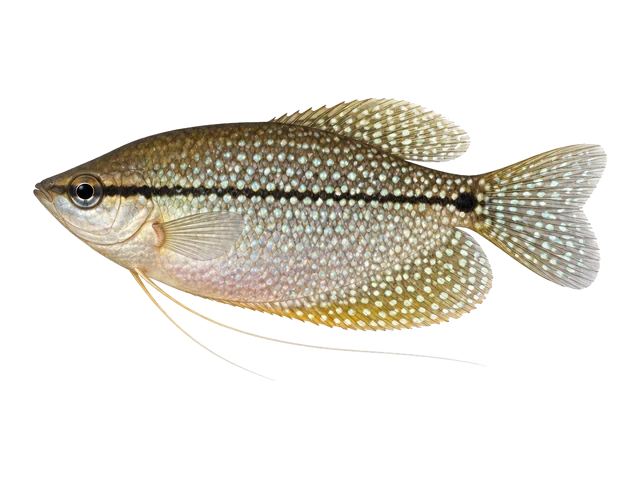 Female Pearl gourami