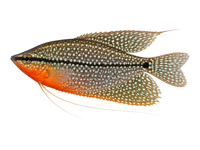 Male Pearl gourami