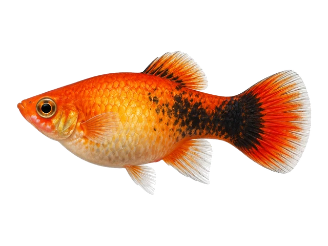 Female Platy