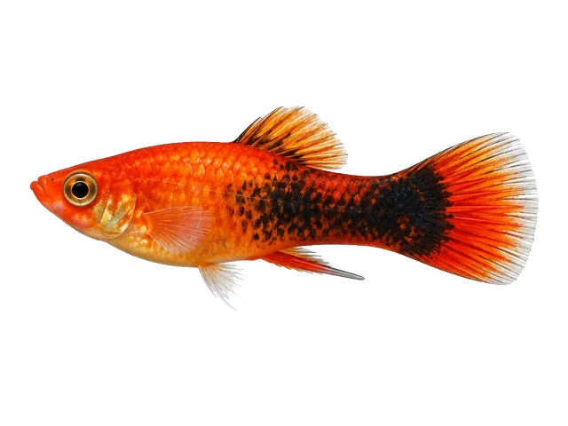 Male Platy
