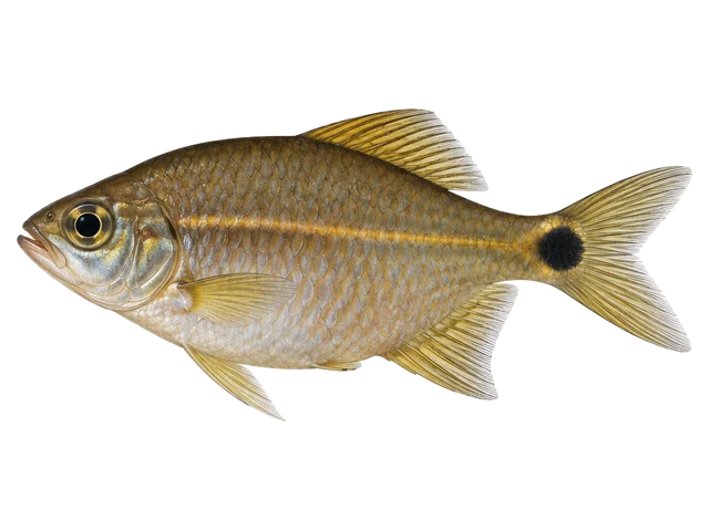 Female Sailfin tetra