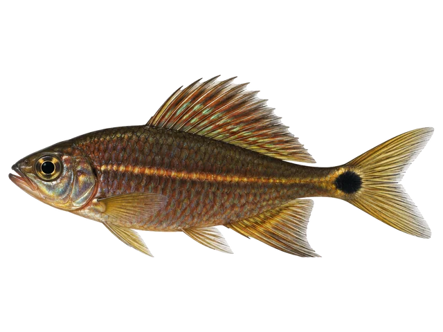 Male Sailfin tetra