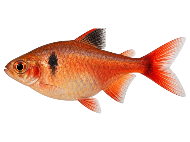 Female Serpae tetra