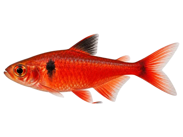 Male Serpae tetra