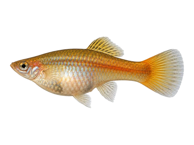 Female Swordtail