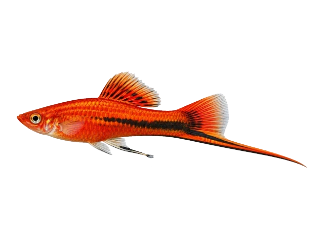 Male Swordtail